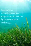 This under the sea poem takes you beneath the surface through the eyes of a diver, snorkeler, or mermaid.
