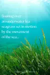 This under the sea poem takes you beneath the surface through the eyes of a diver, snorkeler, or mermaid.