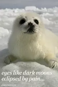 This poem vividly details the suffering brought on by the Canadian seal hunt.