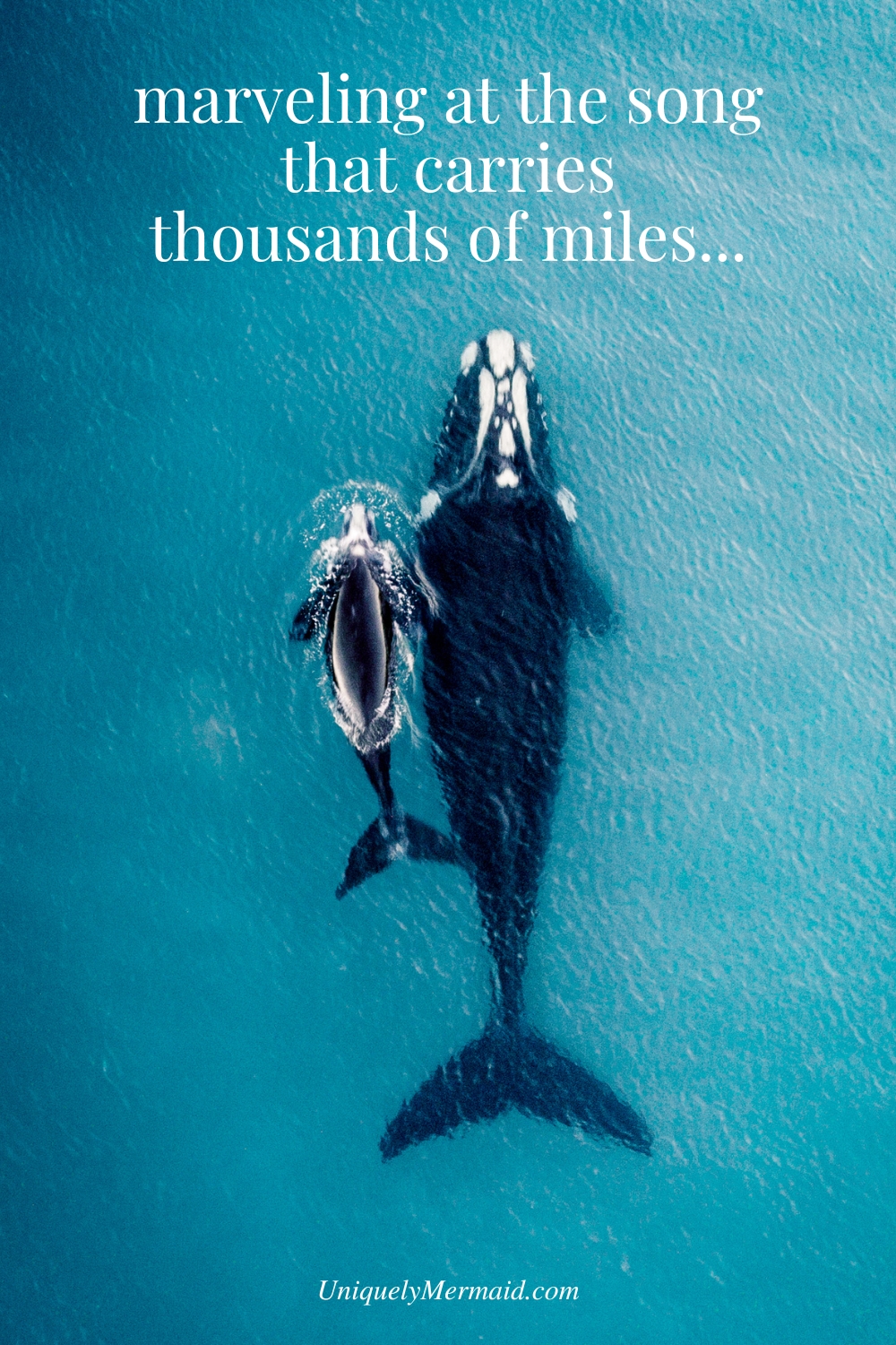 Poem About A Whale Hunt